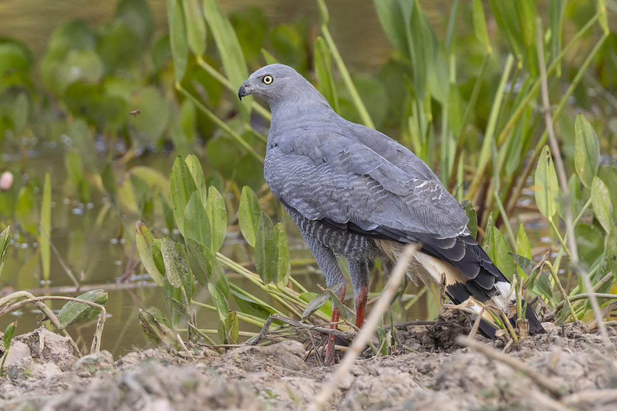 Crane Hawk - ML645797398