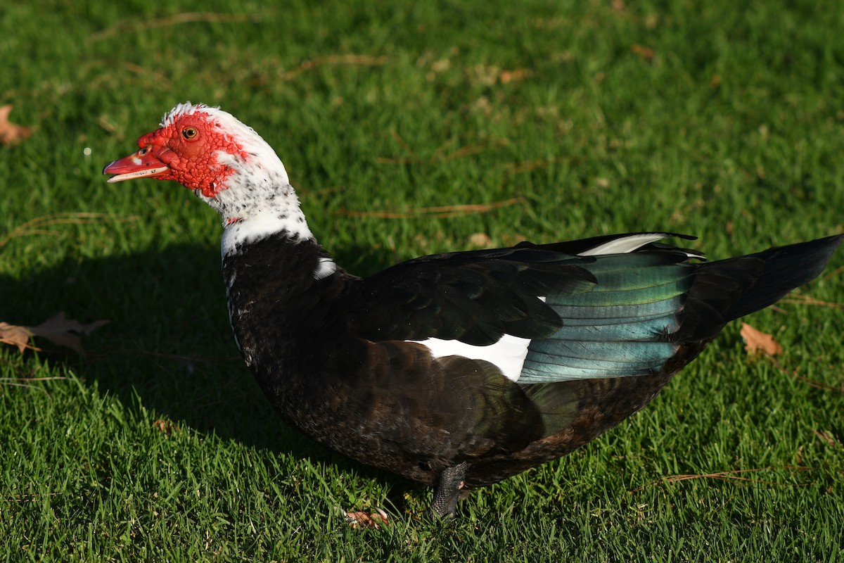 Muscovy Duck (Domestic type) - ML645797400
