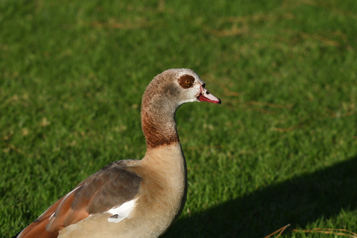 Egyptian Goose - ML645797405