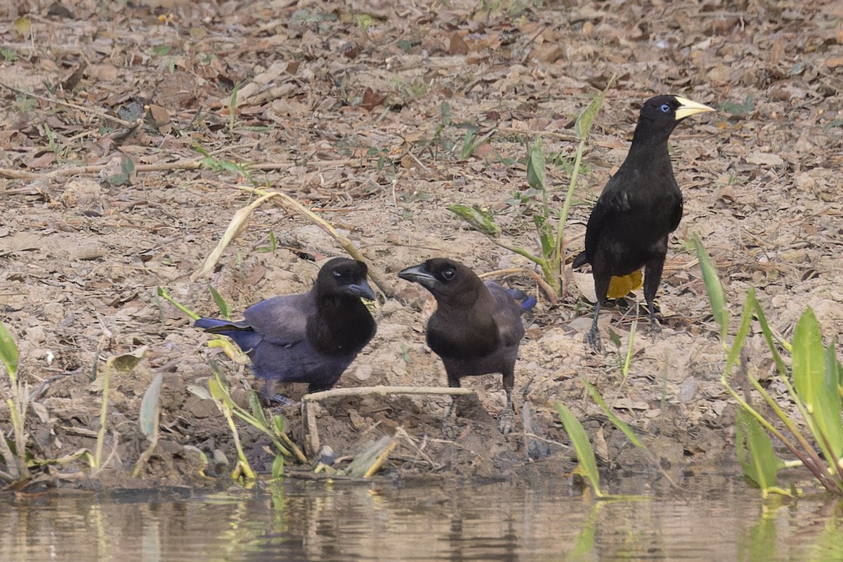 Purplish Jay - ML645797408