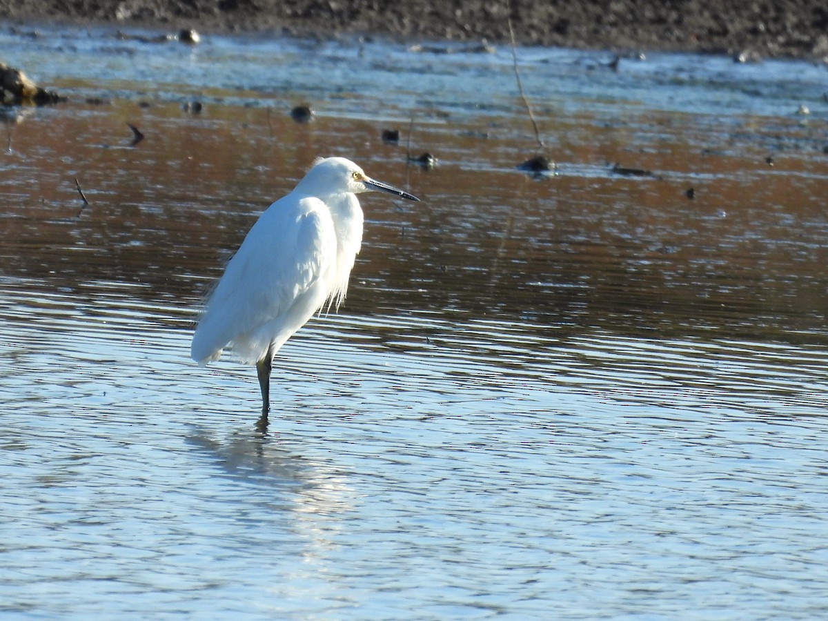 volavka bělostná - ML645797409