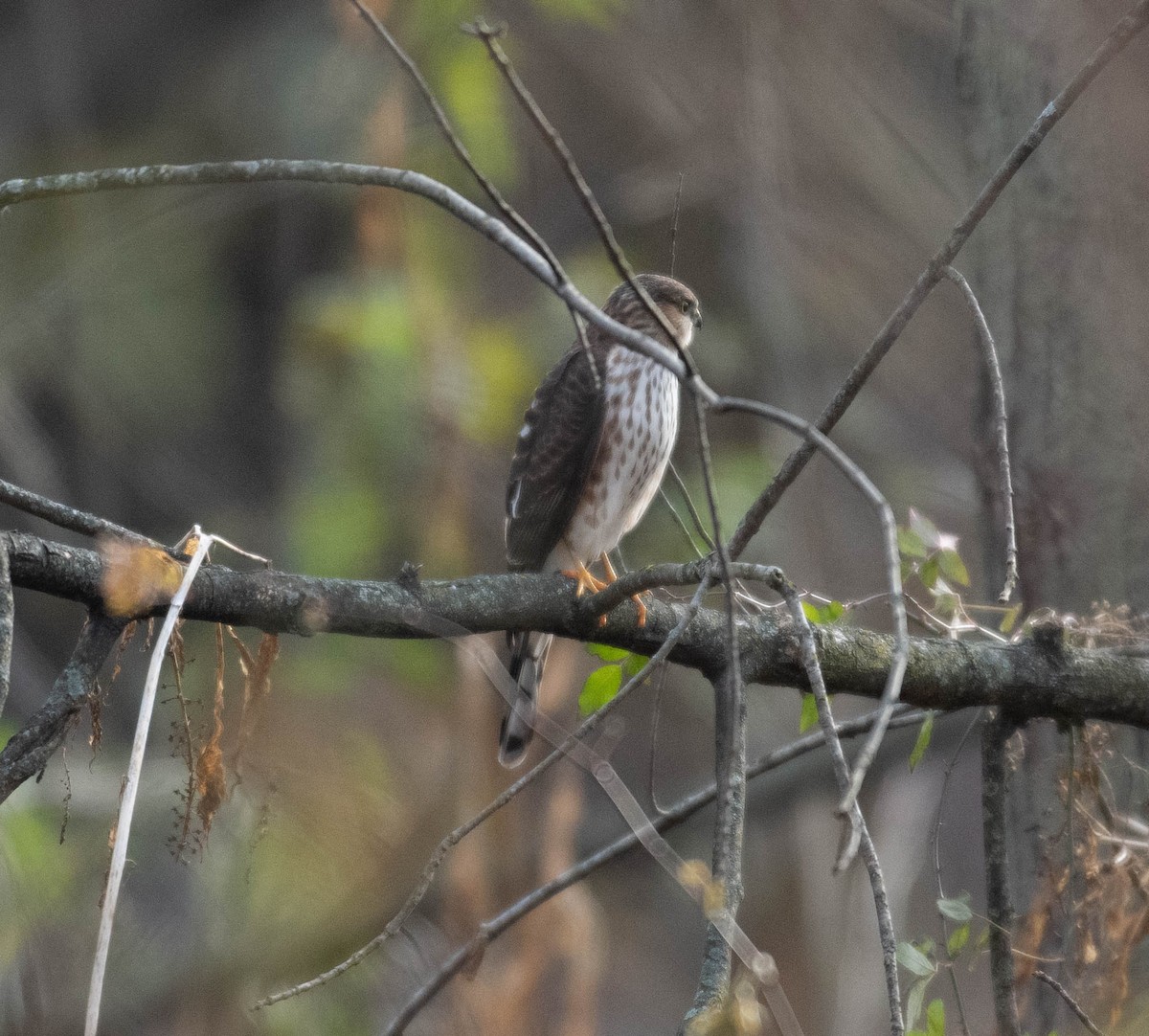 Sharp-shinned Hawk - ML645797410