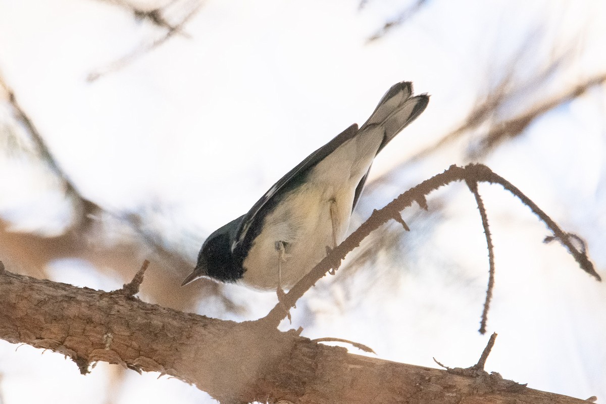 Black-throated Blue Warbler - ML645797413
