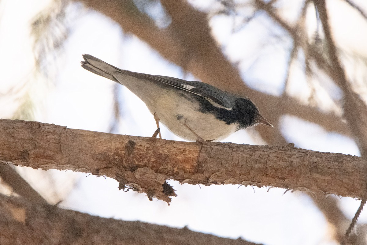 Black-throated Blue Warbler - ML645797414