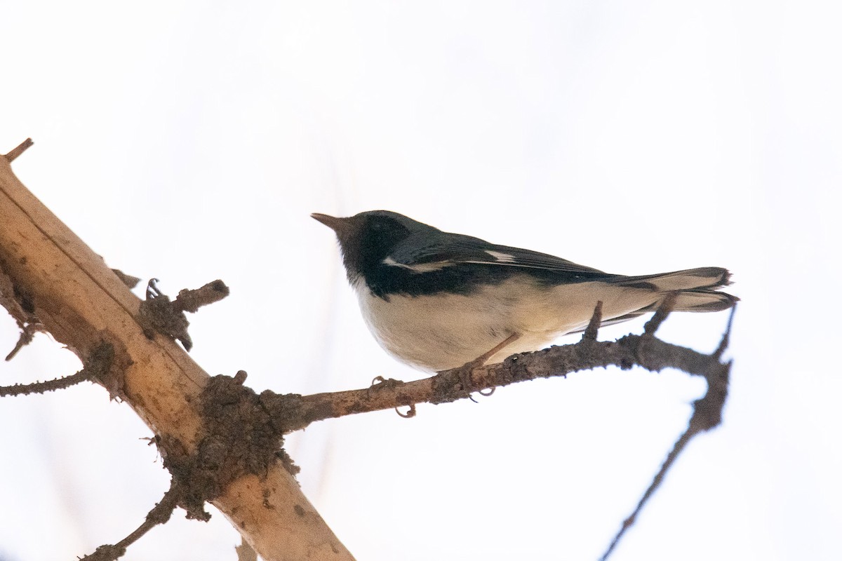 Black-throated Blue Warbler - ML645797415