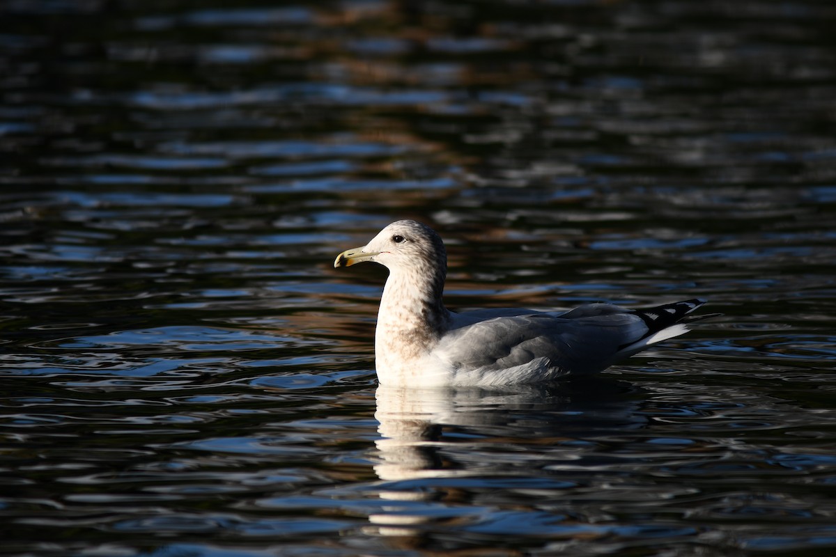 California Gull - ML645797419
