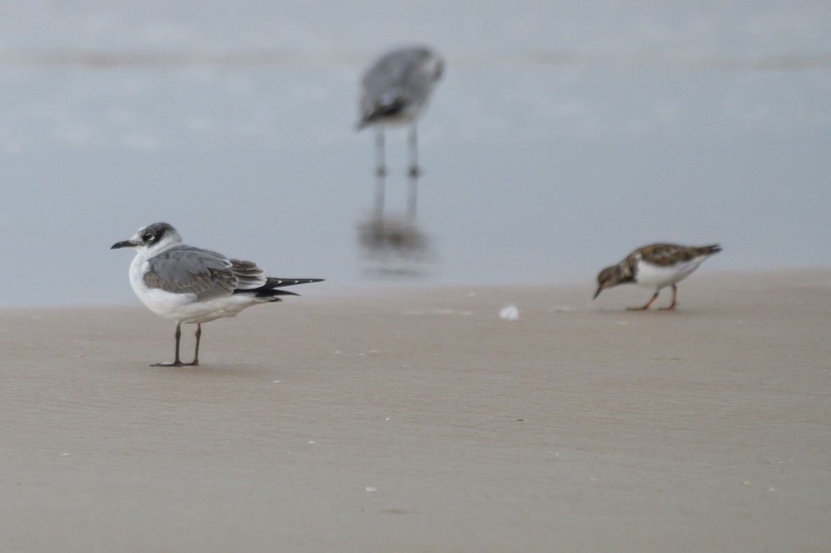 Ruddy Turnstone - ML645797420
