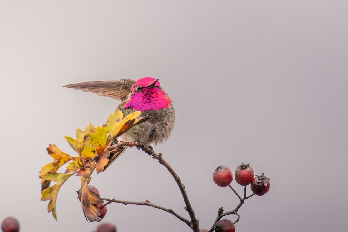 Anna's Hummingbird - ML645797427