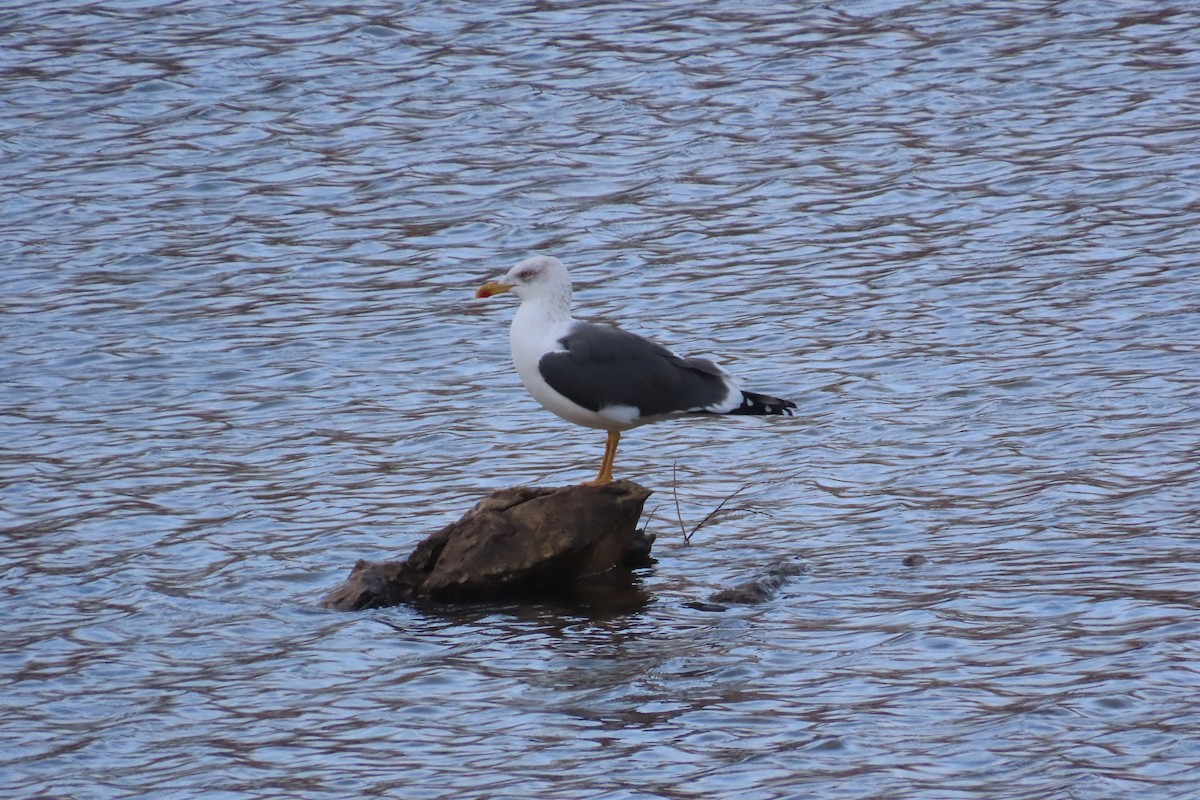 Zafferano - ML645797430