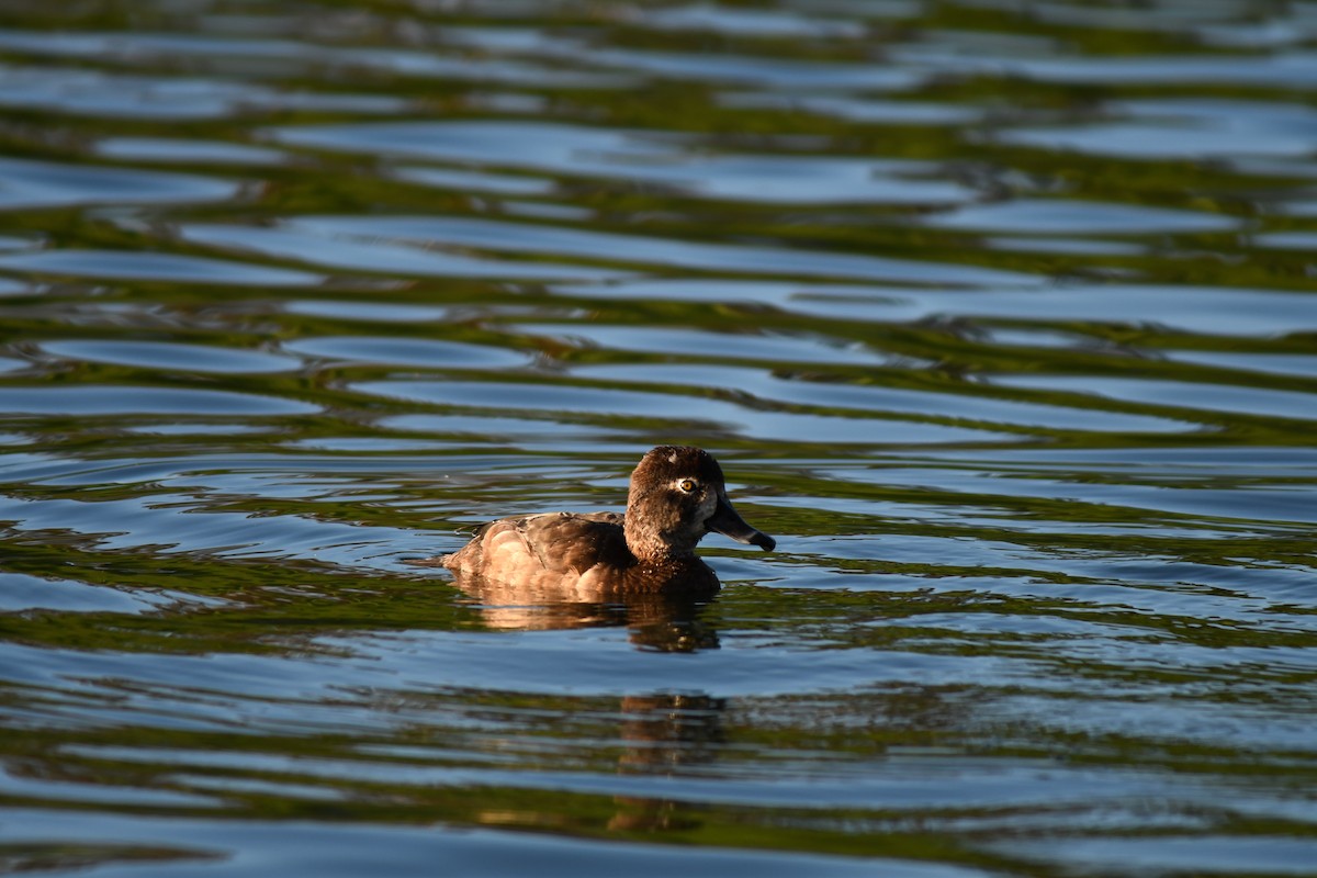 Ring-necked Duck - ML645797431