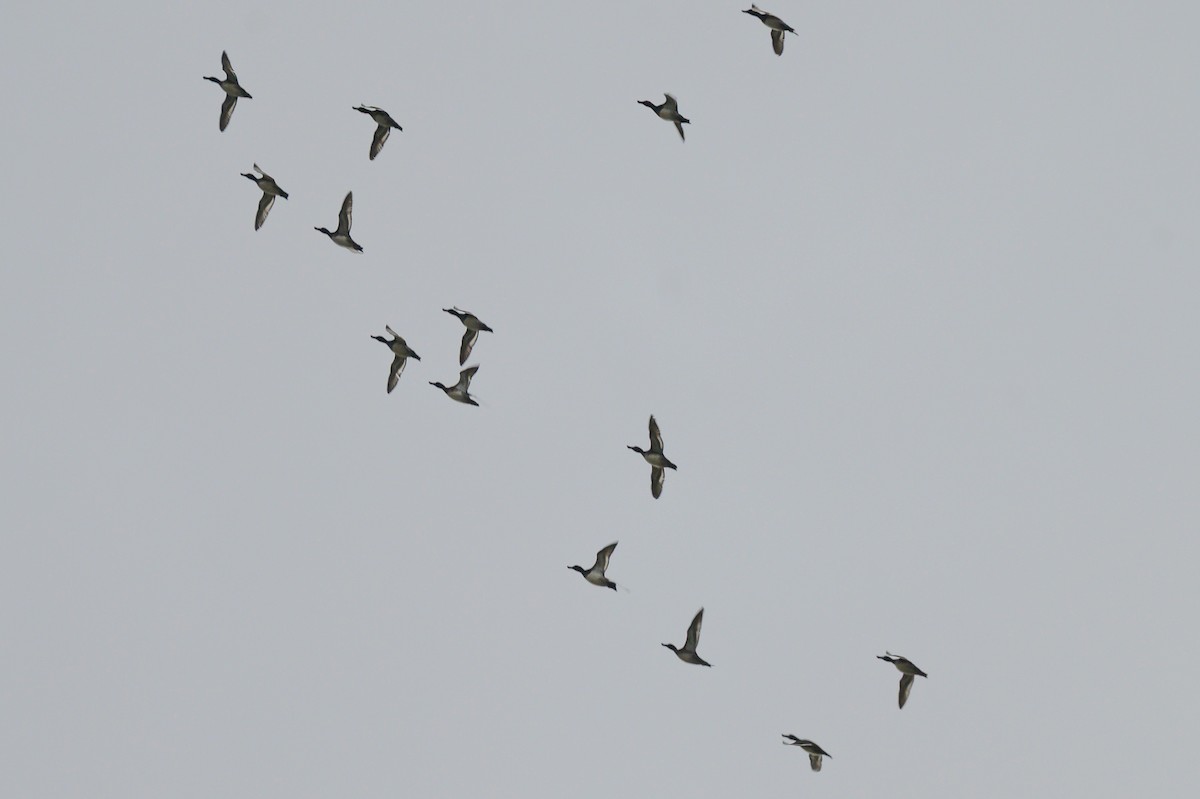 Lesser Scaup - ML645797441