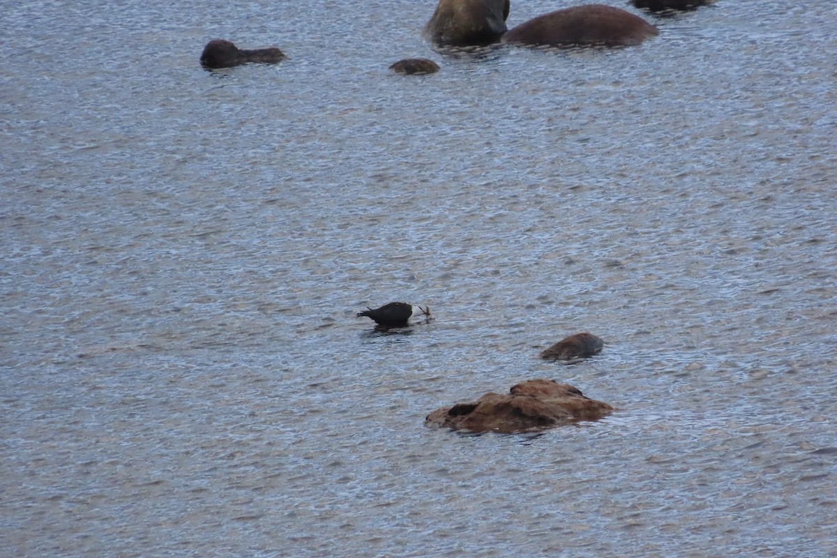 Пронурок біловолий - ML645797443