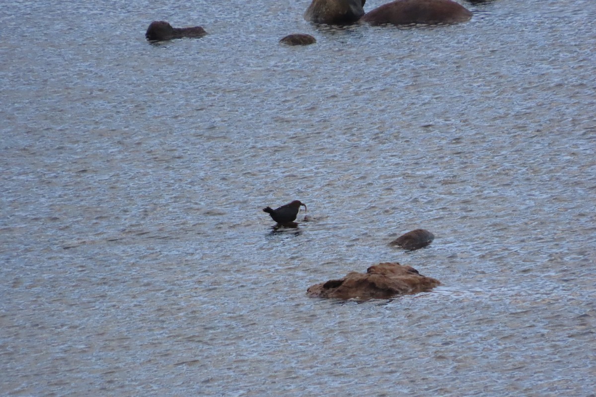 Пронурок біловолий - ML645797444