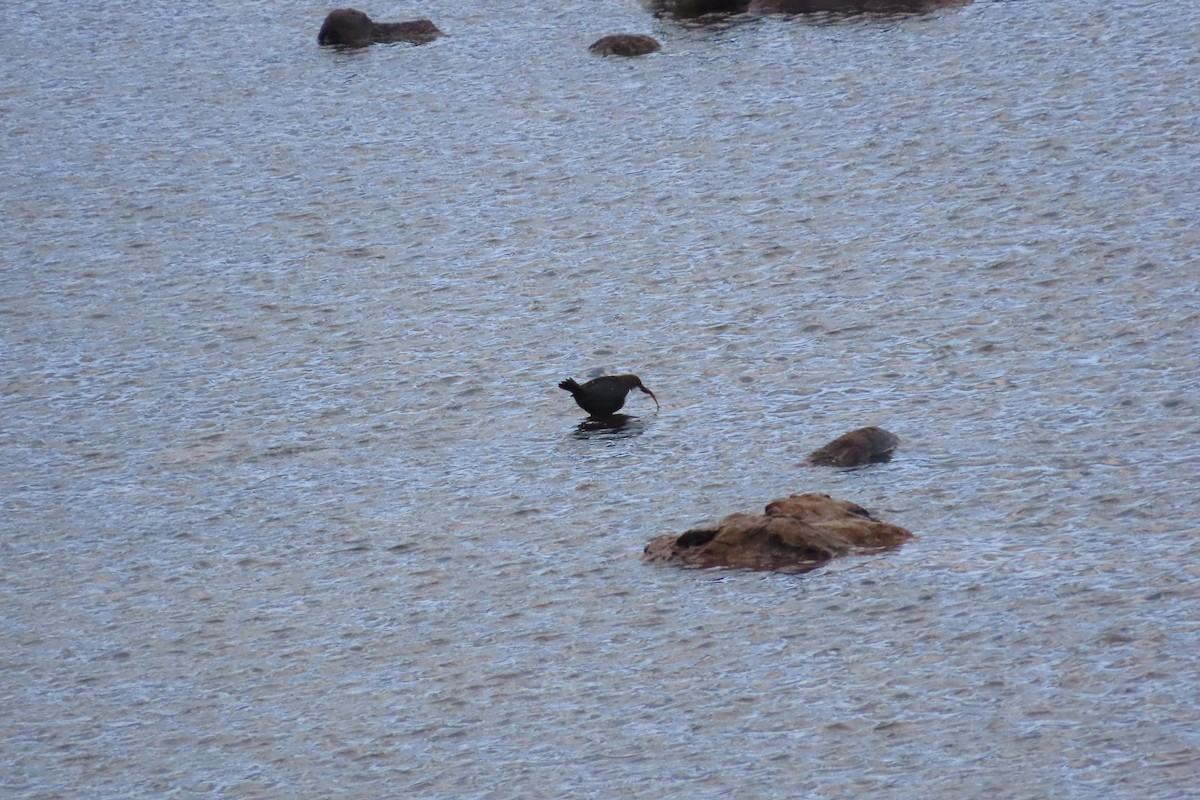 Пронурок біловолий - ML645797445