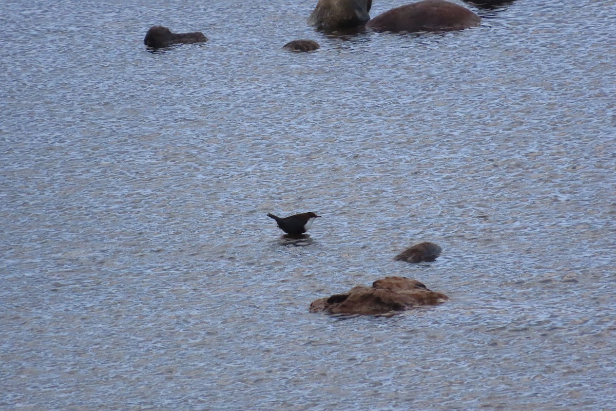 Пронурок біловолий - ML645797446