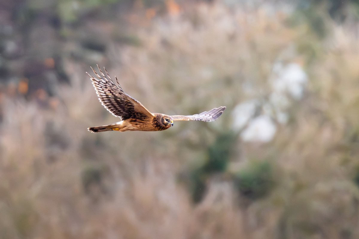 Northern Harrier - ML645797448