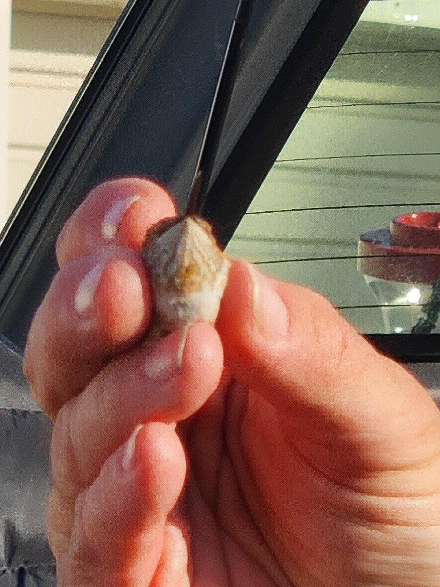 Rufous Hummingbird - ML645797449