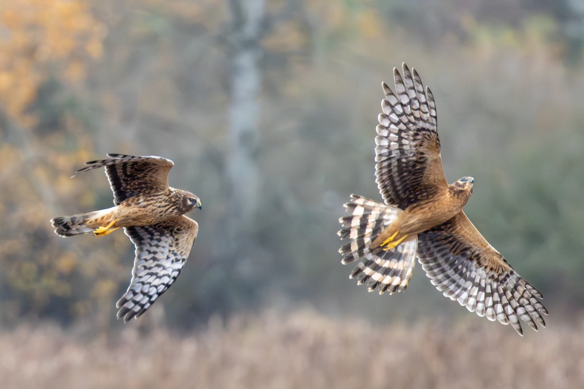 Northern Harrier - ML645797450