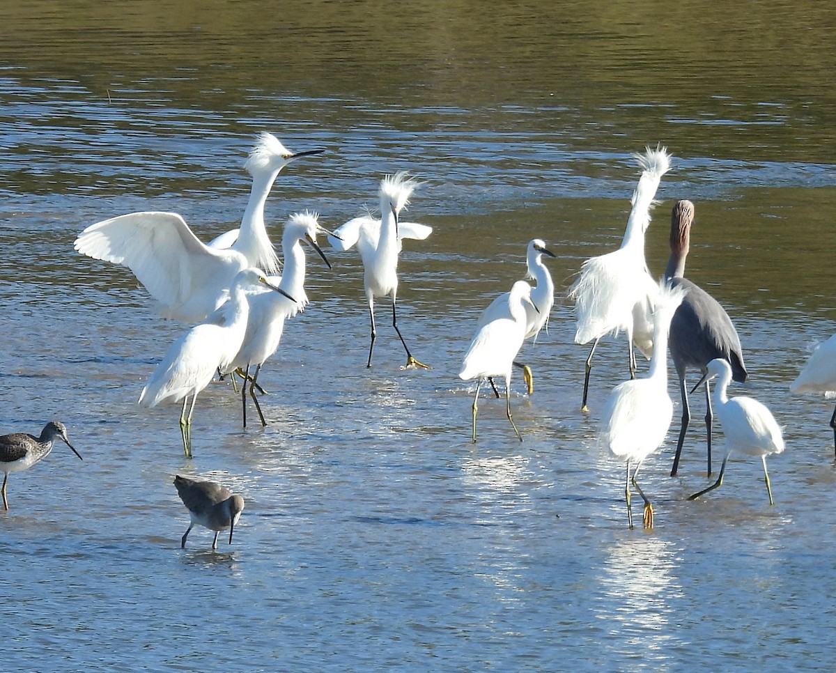 volavka bělostná - ML645797456