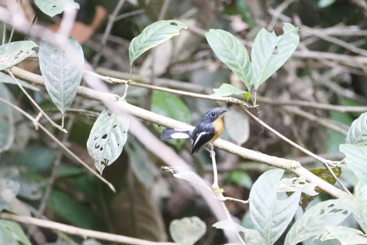 Papamoscas Pechirrufo - ML645797460