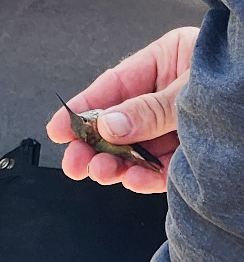 Rufous Hummingbird - ML645797461