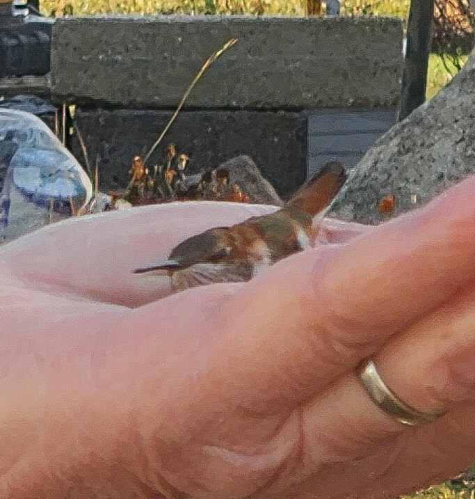 Rufous Hummingbird - ML645797463