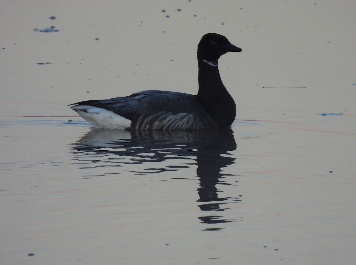 Brant (Dark-bellied) - ML645797465