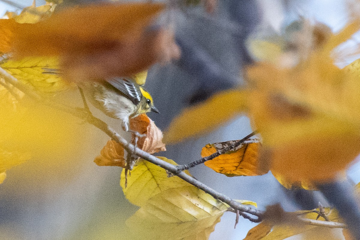 Townsend's Warbler - ML645797467
