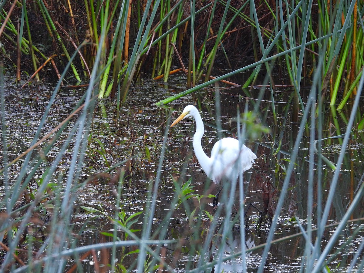 volavka bílá - ML645797472