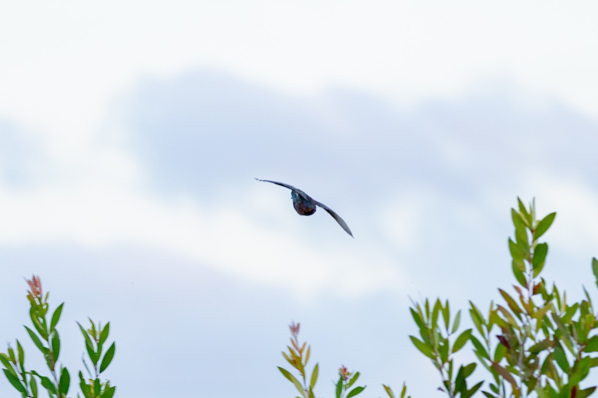 křepelka čínská - ML645797473