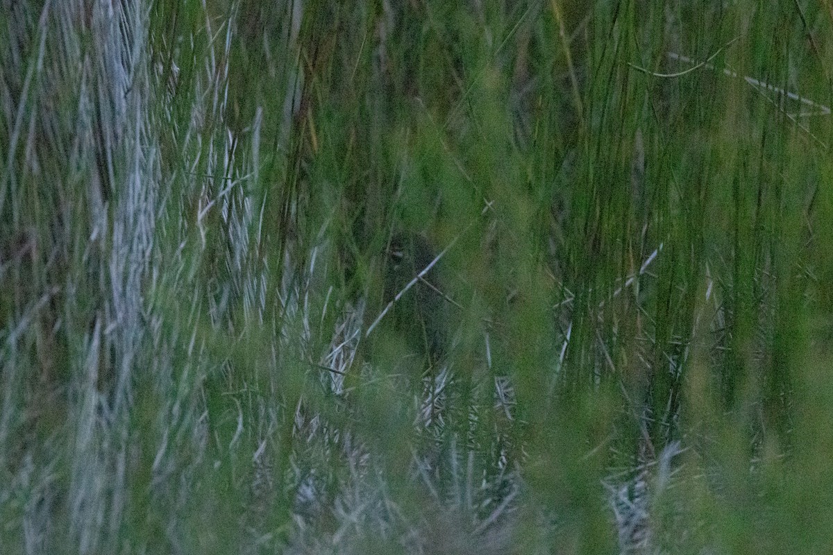 křepelka čínská - ML645797474