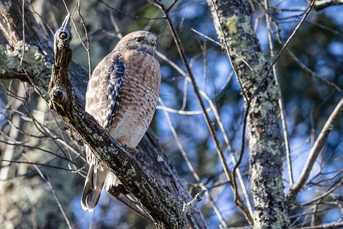 Red-shouldered Hawk - ML645797477