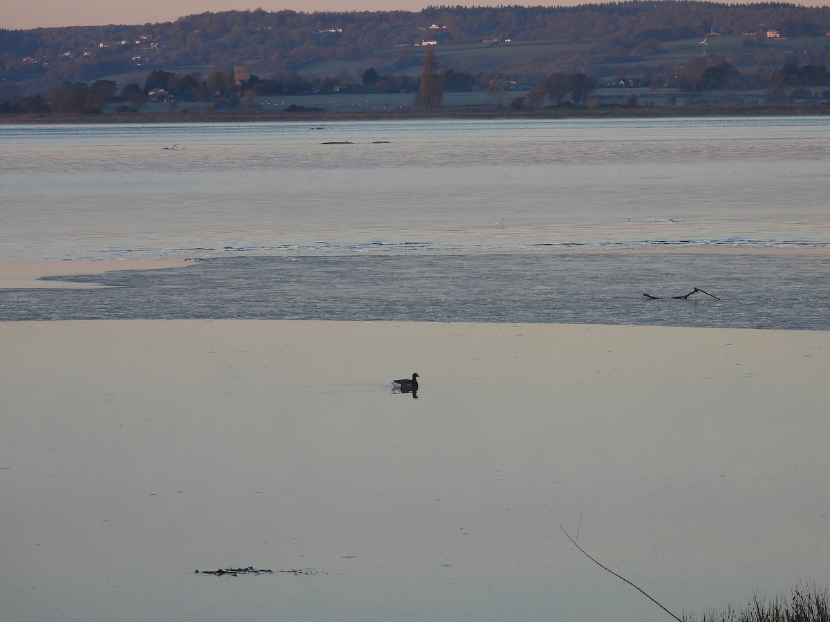 Brant (Dark-bellied) - ML645797479