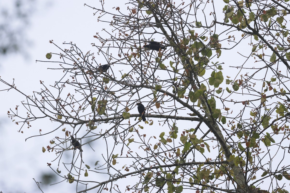 Common Hill Myna - ML645797484