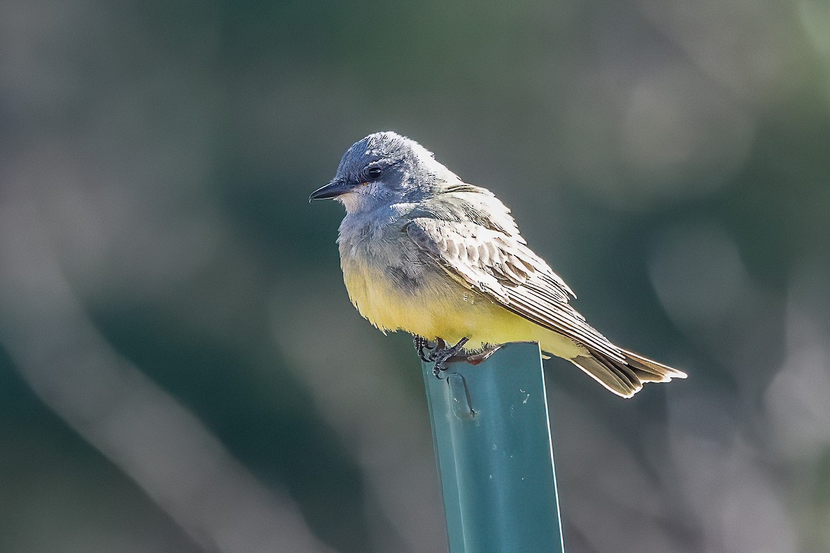 Cassin's Kingbird - ML645797488