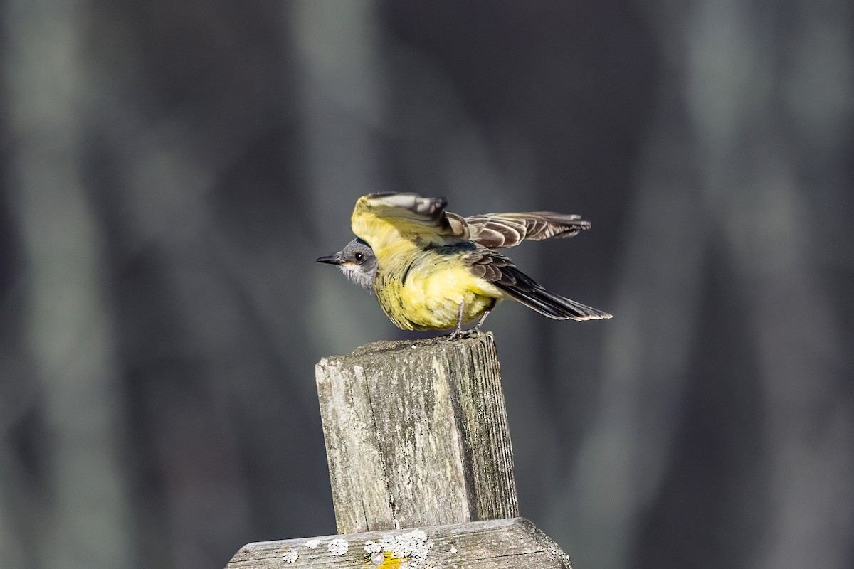Cassin's Kingbird - ML645797490