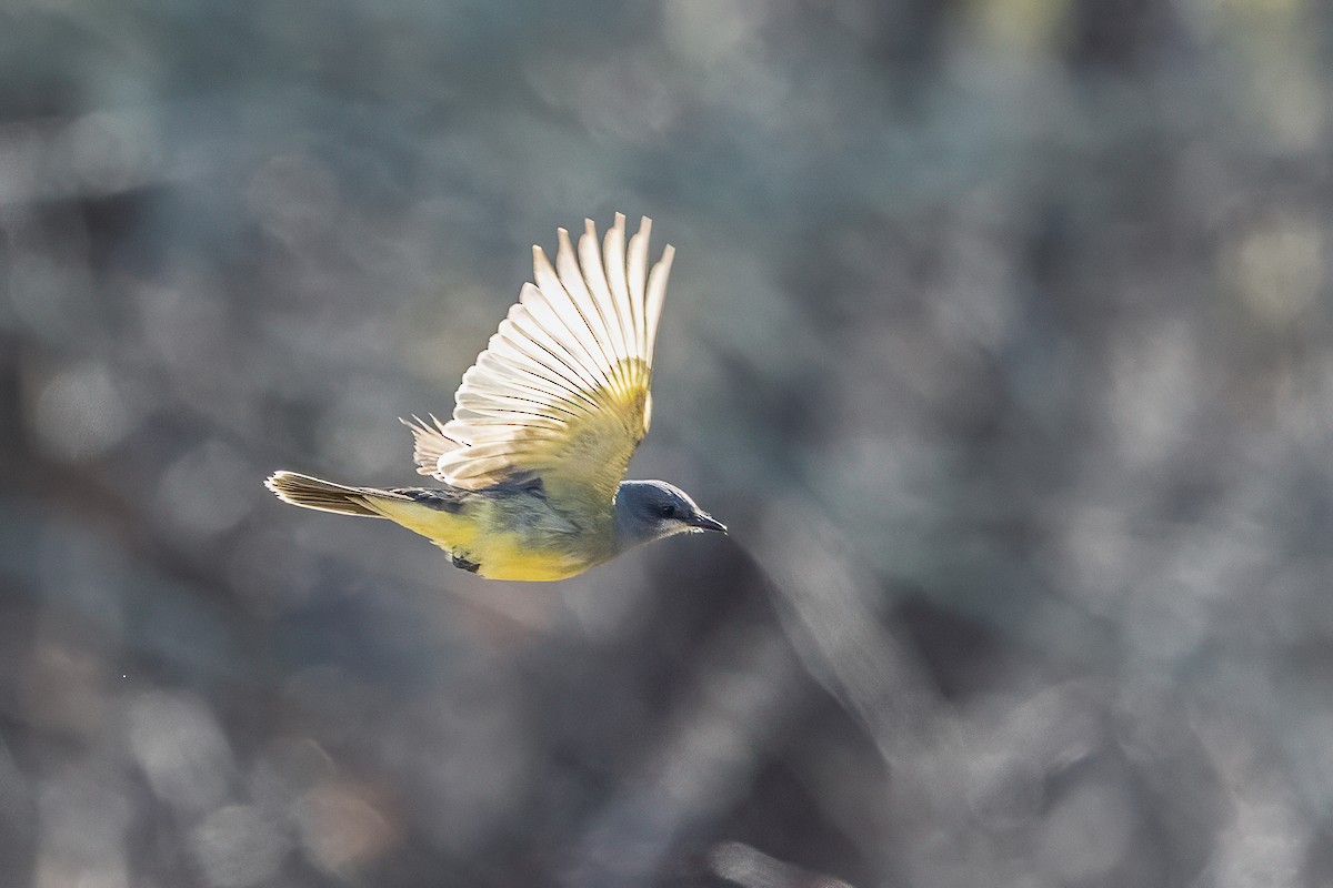 Cassin's Kingbird - ML645797491