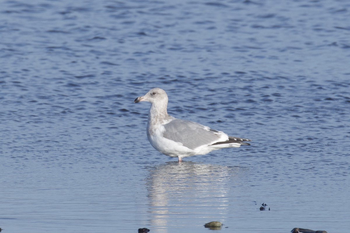 Larinae sp. - ML645797497