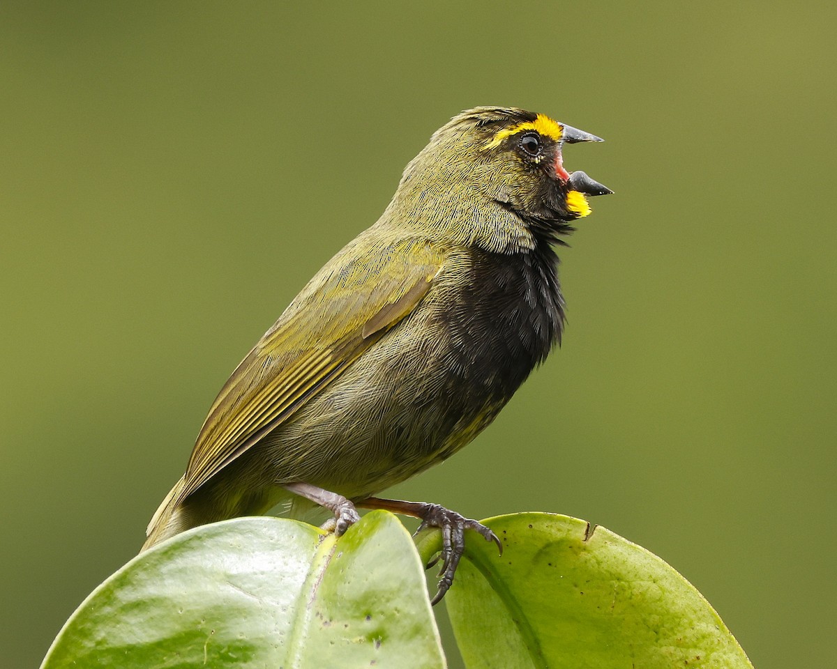 Yellow-faced Grassquit - ML645797502
