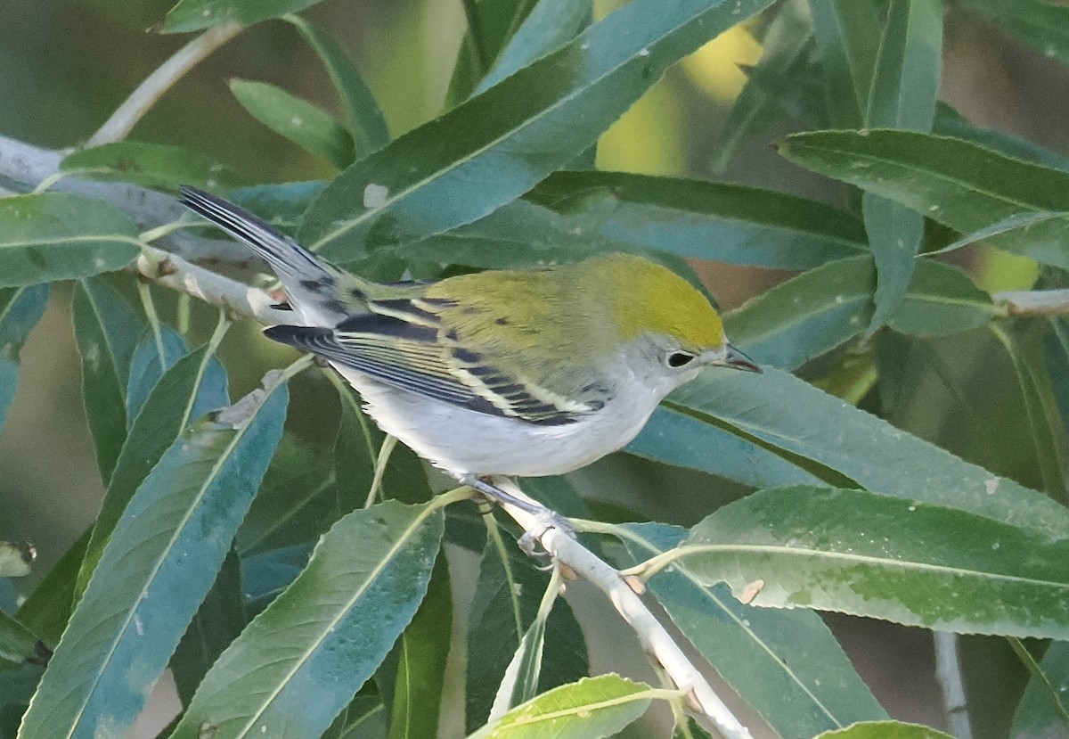 Chestnut-sided Warbler - ML645797506