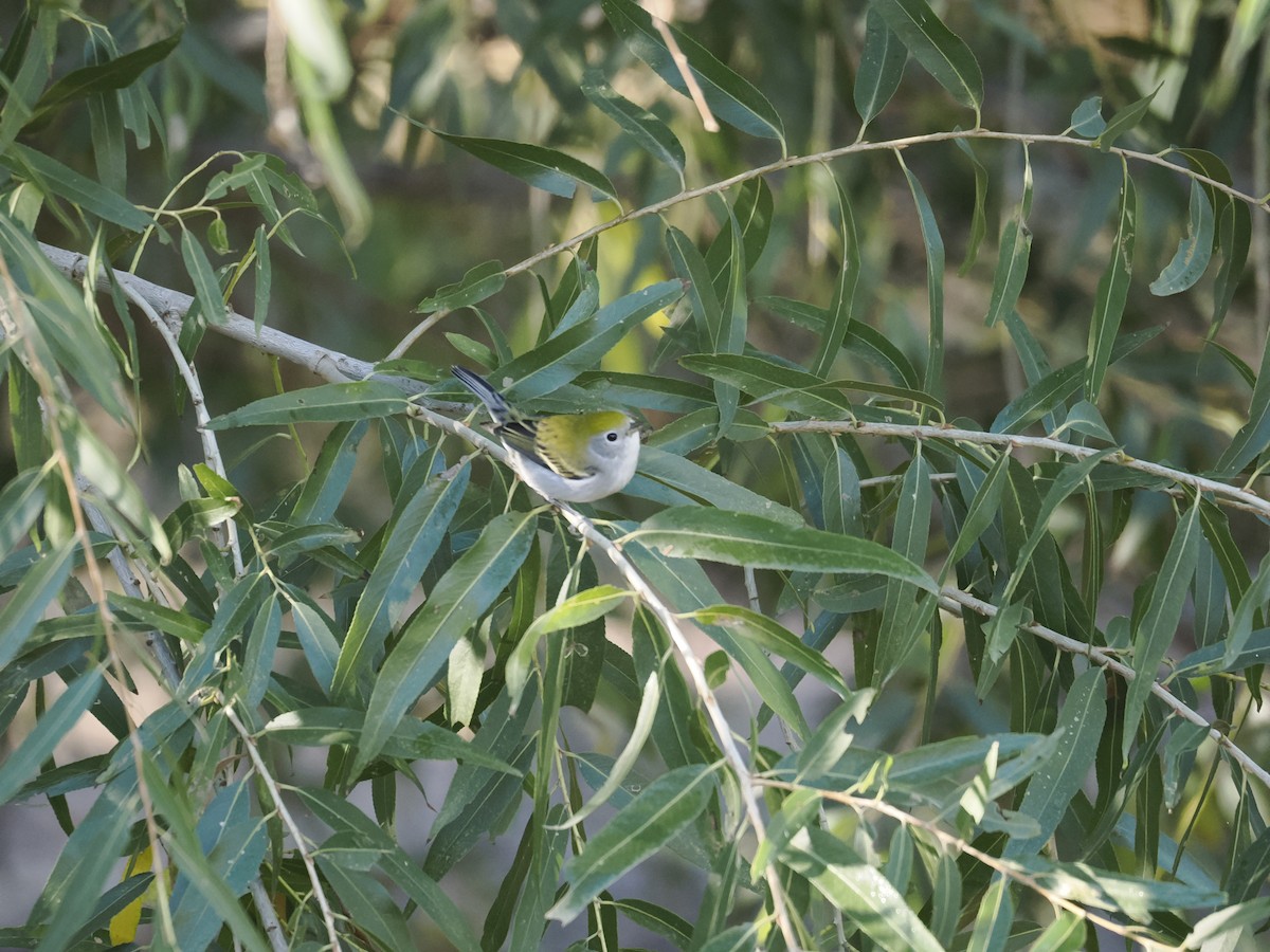Chestnut-sided Warbler - ML645797507