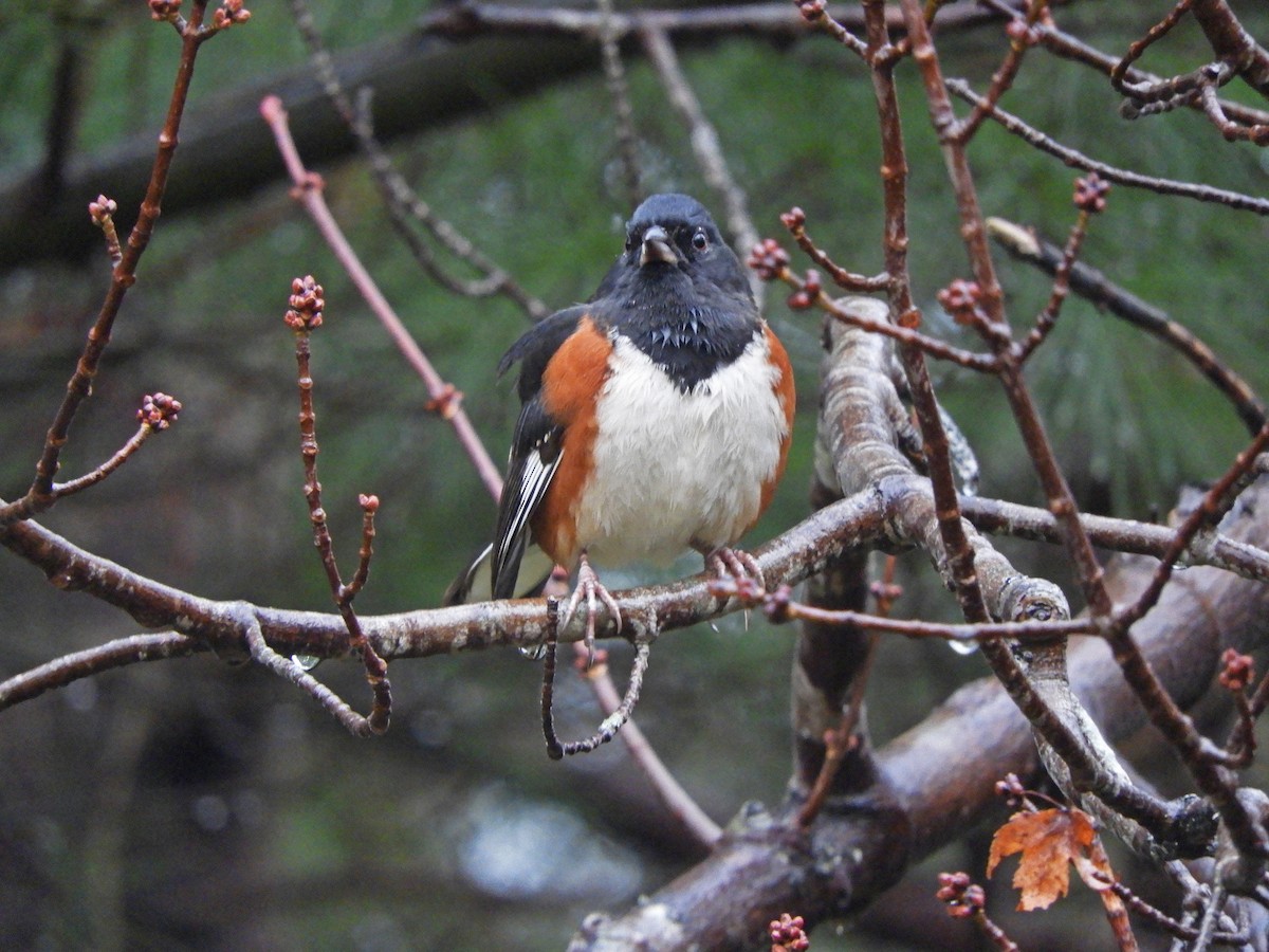 Eastern Towhee - ML645797525