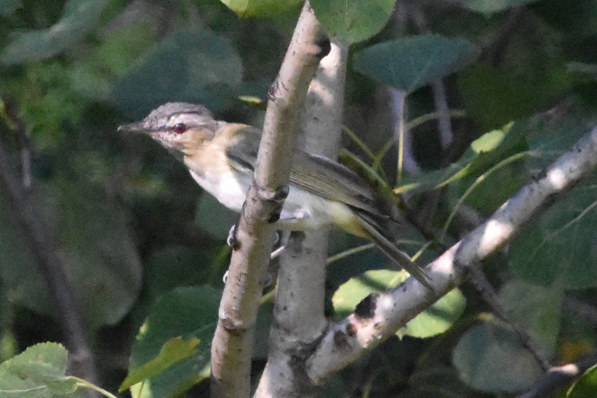 Red-eyed Vireo - ML645797527