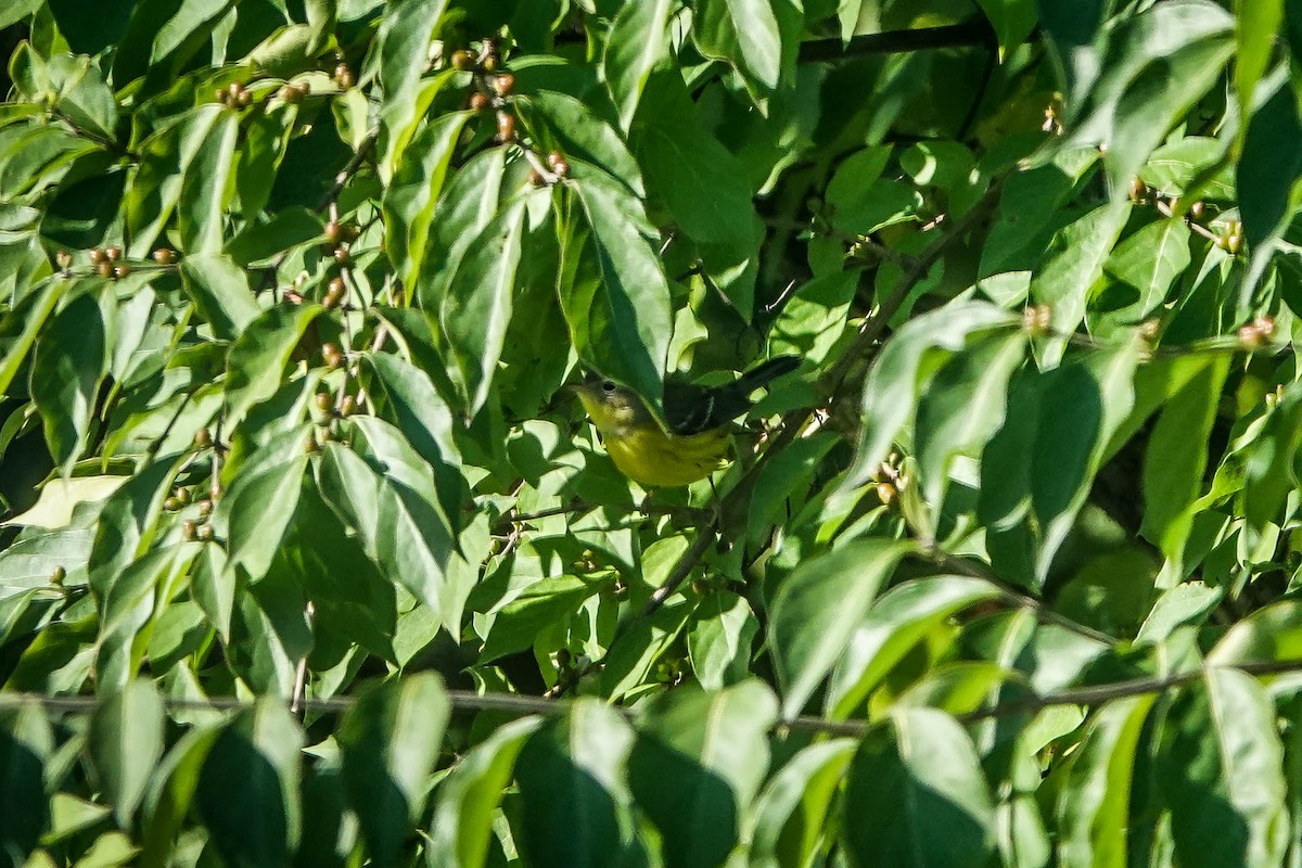 Magnolia Warbler - ML645797536
