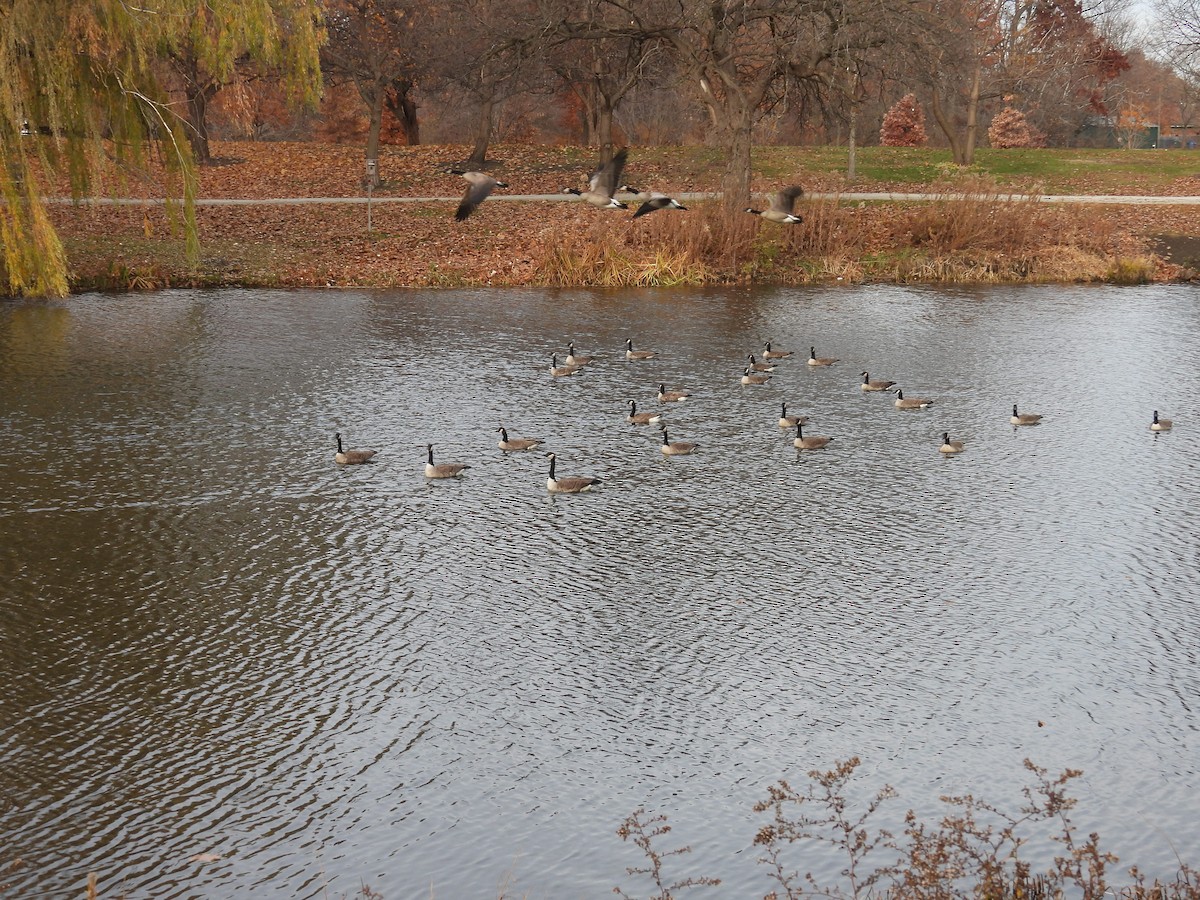 Canada Goose - ML645797537