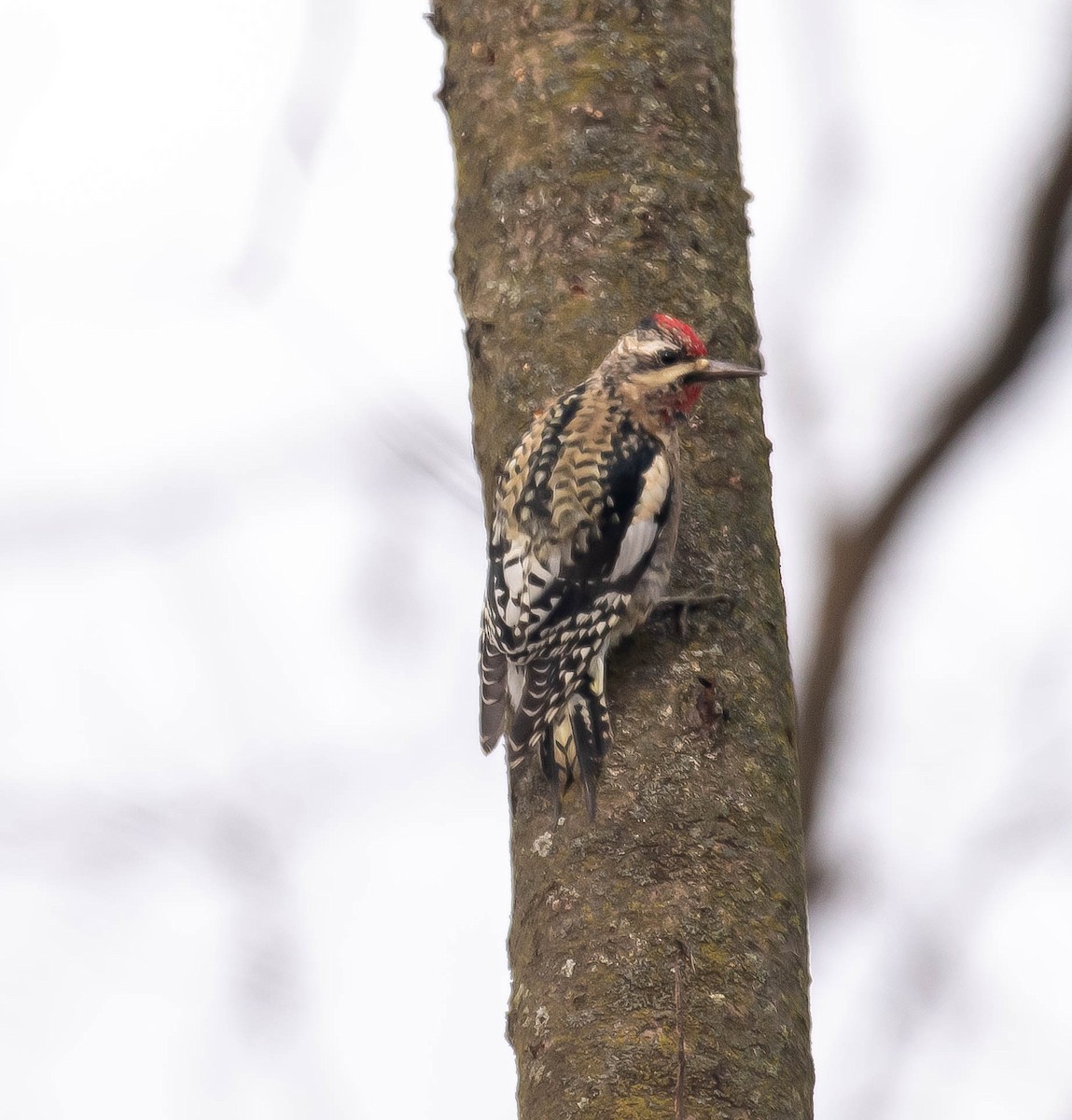 Yellow-bellied Sapsucker - ML645797546