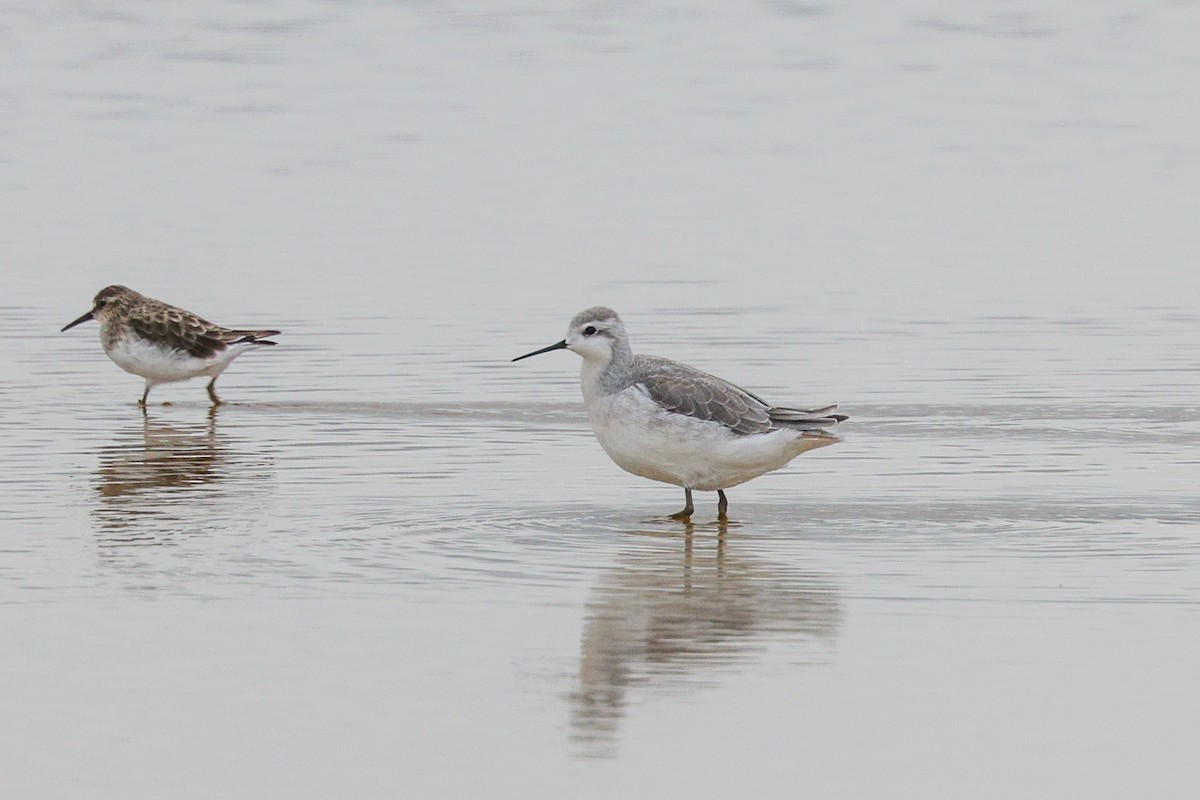 Wilsonwassertreter - ML645797547