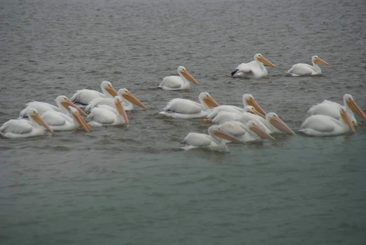American White Pelican - ML645797551