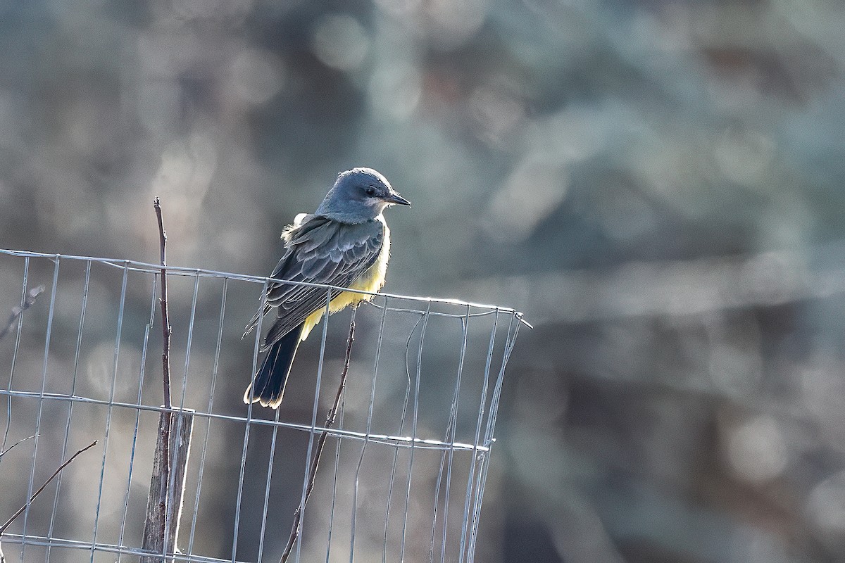 Cassin's Kingbird - ML645797552