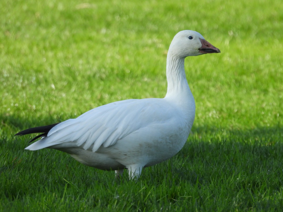 Snow Goose - ML645797570